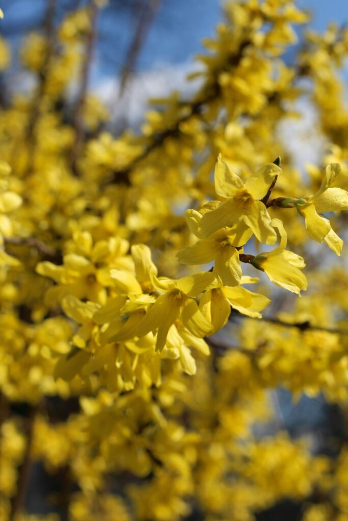 Close-up of vibrant yellow Forsythia flowers blooming in springtime outdoors.