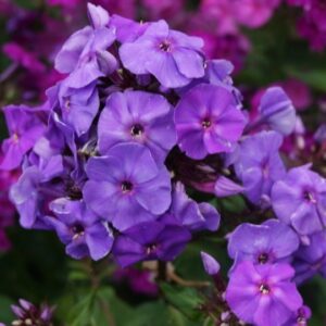 Aed-leeklill 'Amethyst'	Phlox paniculata 'Amethyst'