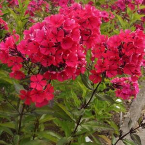 Aed-leeklill 'Starfire'  Phlox paniculata 'Starfire'