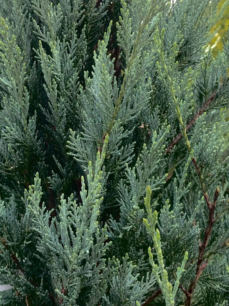 red cedar, eastern red cedar, virginian juniper, juniperus virginiana, eastern juniper, red juniper, red cedar, red cedar, red cedar, red cedar, red cedar, juniperus virginiana, juniperus virginiana, juniperus virginiana, juniperus virginiana, eastern juniper, eastern juniper