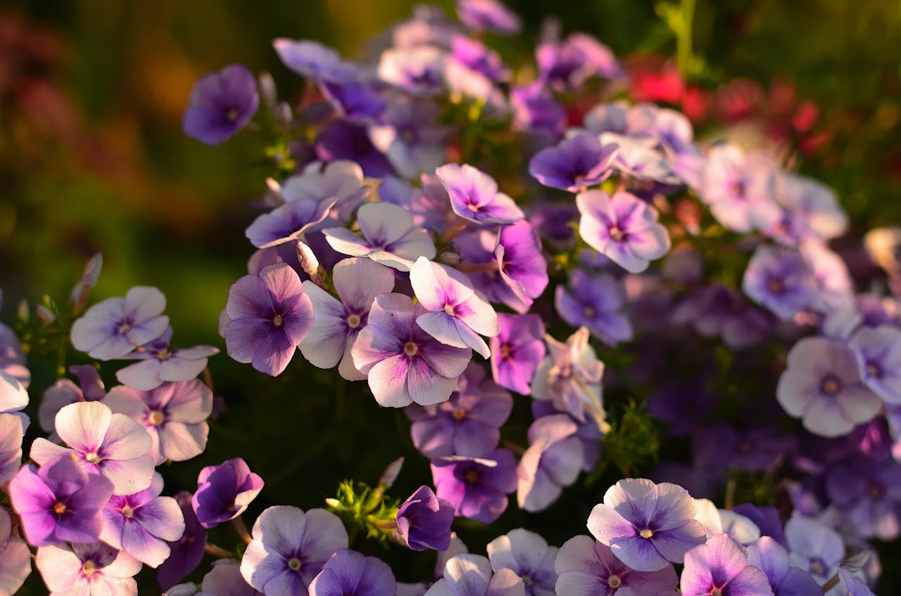 Beautiful purple phlox flowers in bloom, captured in vibrant sunlight enhancing their natural colors.