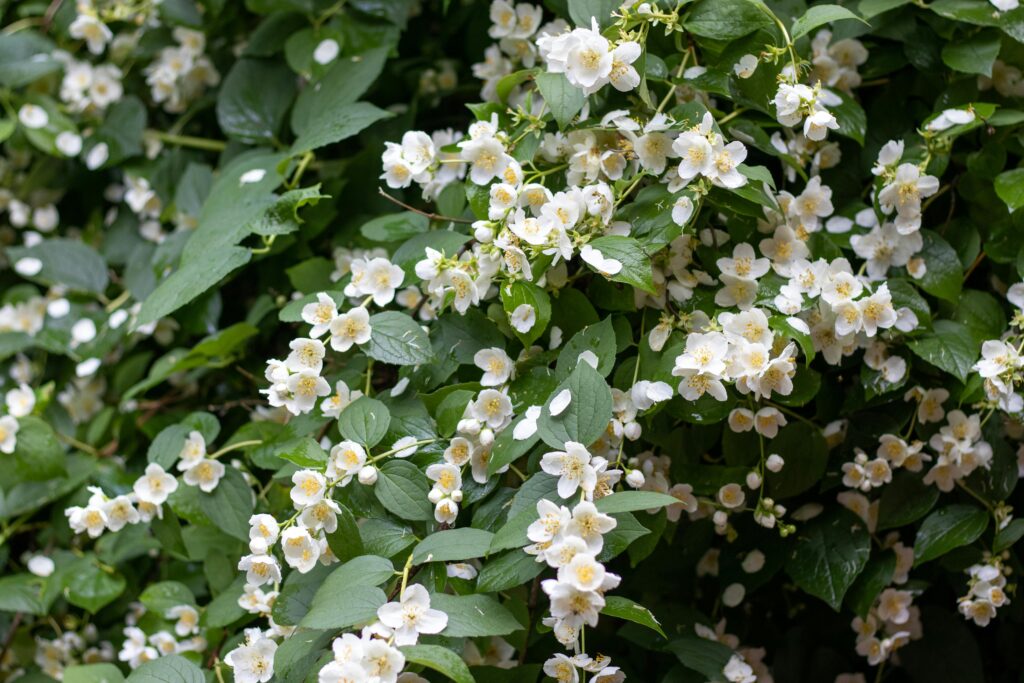 Beautiful mock orange blossoms with white petals and green leaves, perfect for nature lovers.