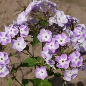 Aed-leeklill 'Katherine'  Phlox paniculata 'Katherine'