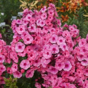 Aed-leeklill 'Larissa'	Phlox paniculata 'Larissa'