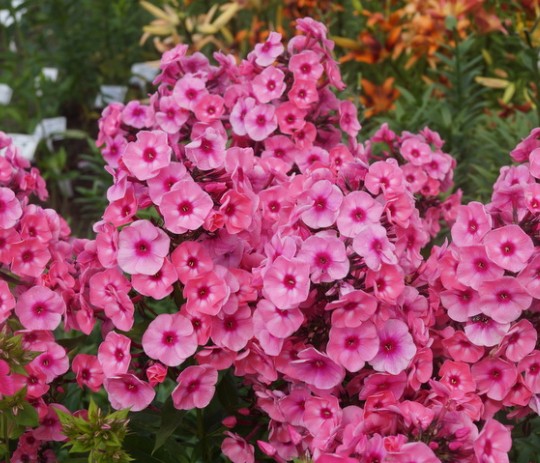 Aed-leeklill 'Larissa' Phlox paniculata 'Larissa'